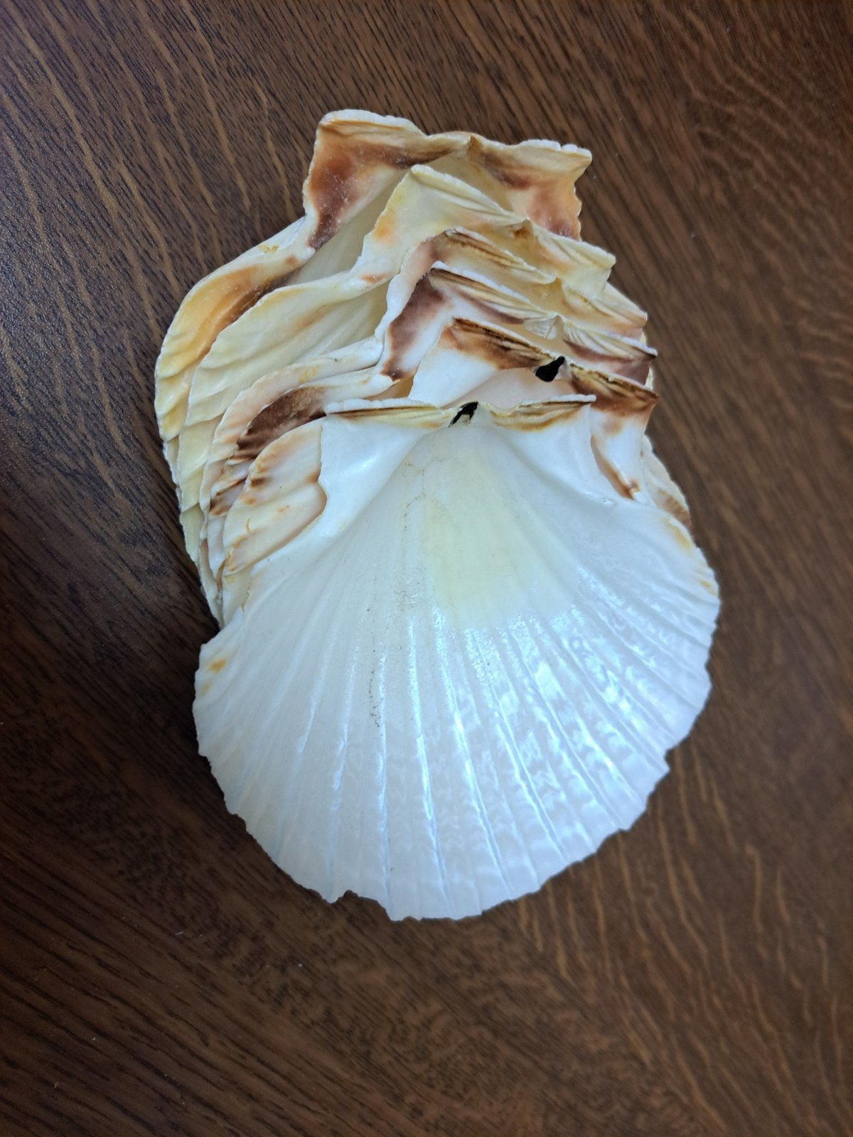 6 coquilles pour poissons, Enlèvement ou Envoi