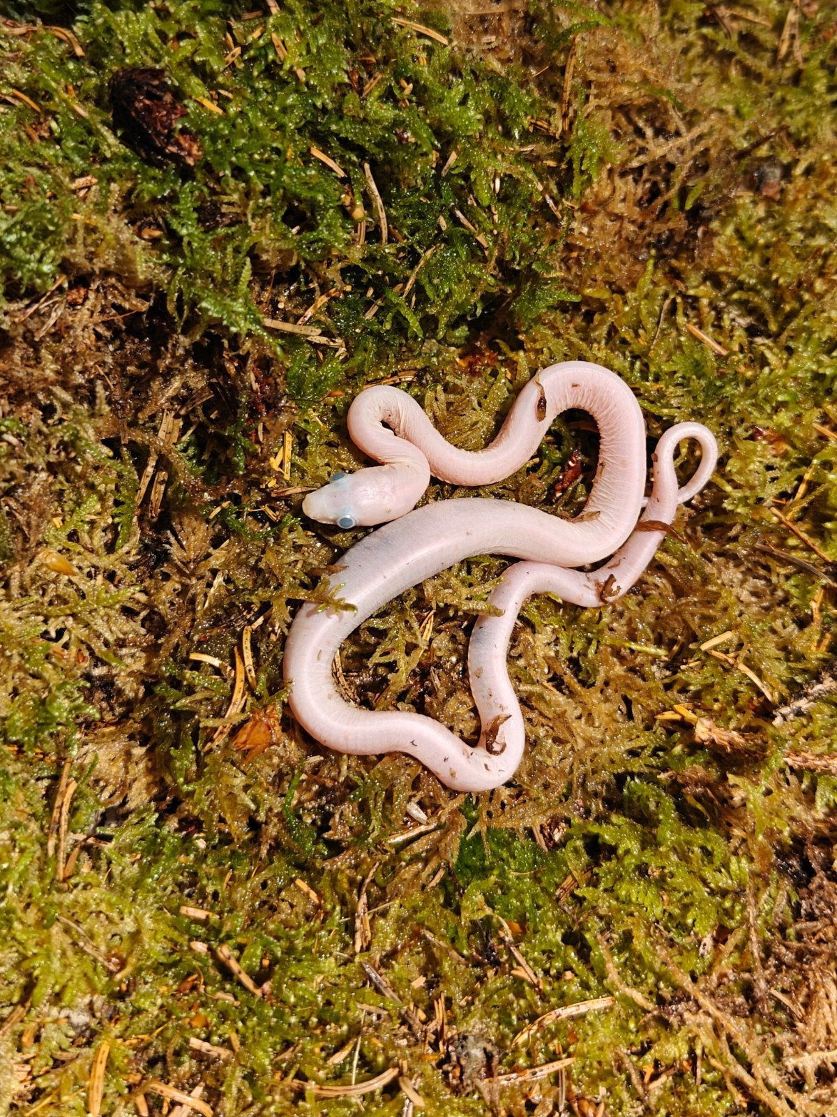 rattenslang scaleless palmetto, Dieren en Toebehoren, Reptielen en Amfibieën, Slang, 0 tot 2 jaar