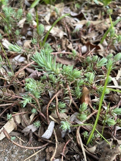 sedum vetplantjes, Ophalen, Winter