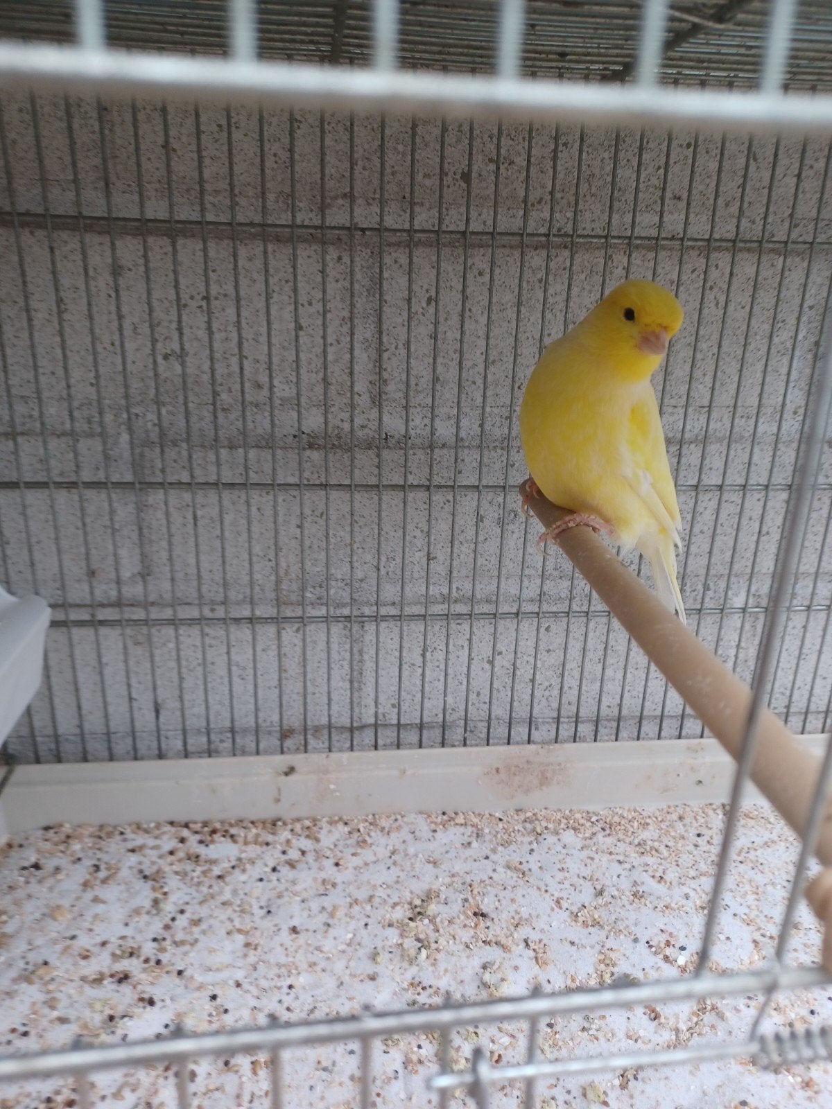 kanarie mannen, Dieren en Toebehoren