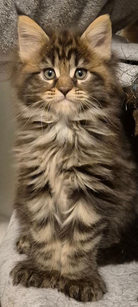 Chatons maine coon née 17.02.2026 à Bruxelles, Chat, Avec pedigree, 0 à 2 ans