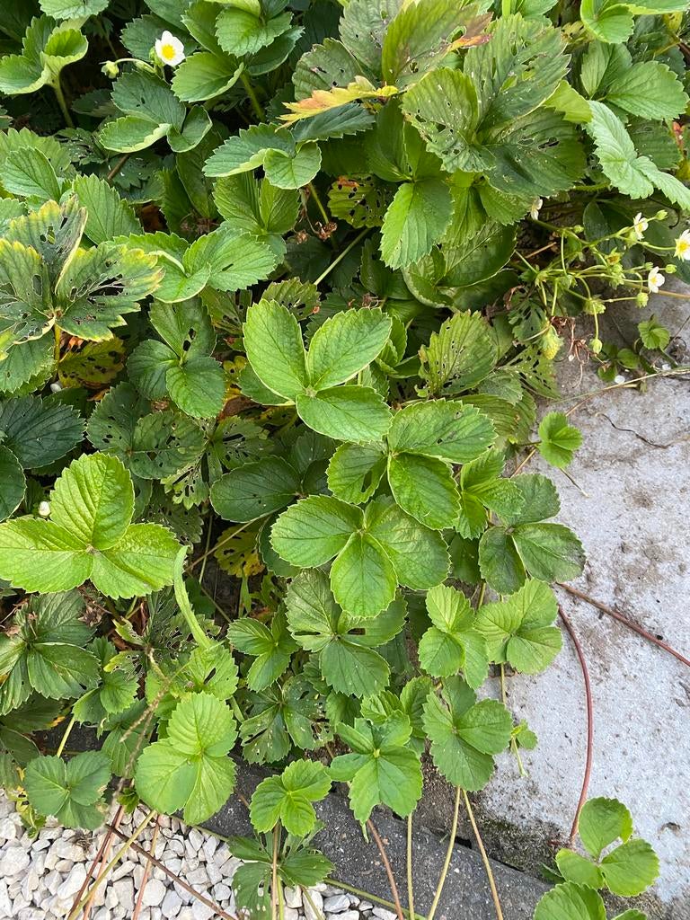Bio Aardbeiplanten. Verschillende stuks beschikbaar., Enlèvement ou Envoi