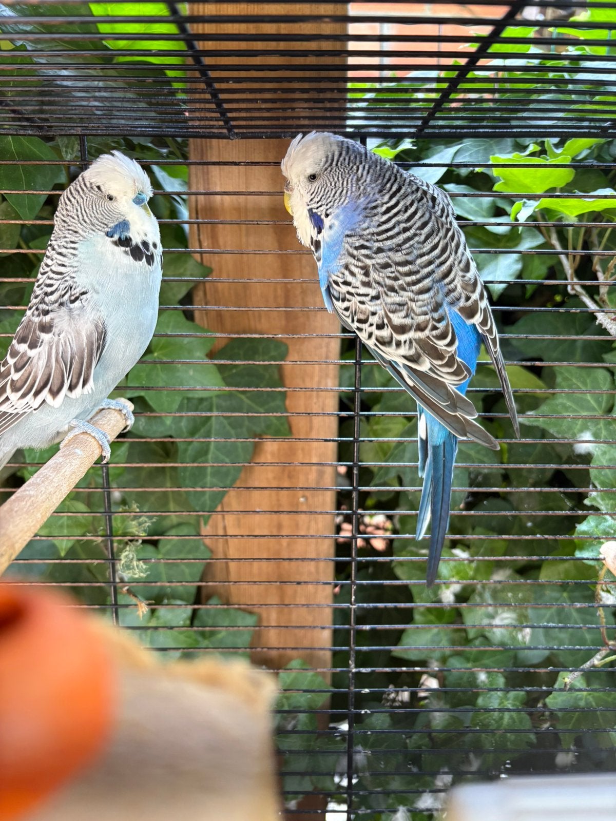 Koppel Engelse grasparkieten, Dieren en Toebehoren, Meerdere dieren, Parkiet, Tam