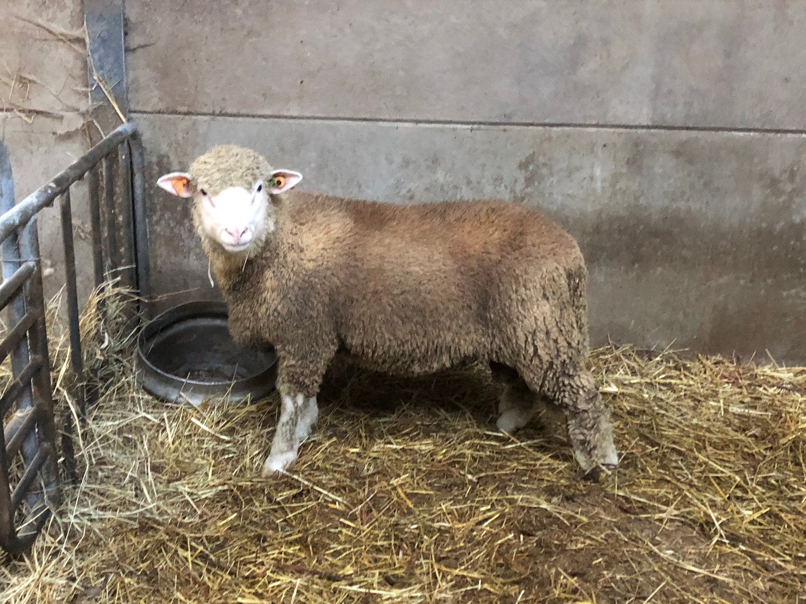 Poll dorset ram, Dieren en Toebehoren, Mannelijk, Schaap, 0 tot 2 jaar