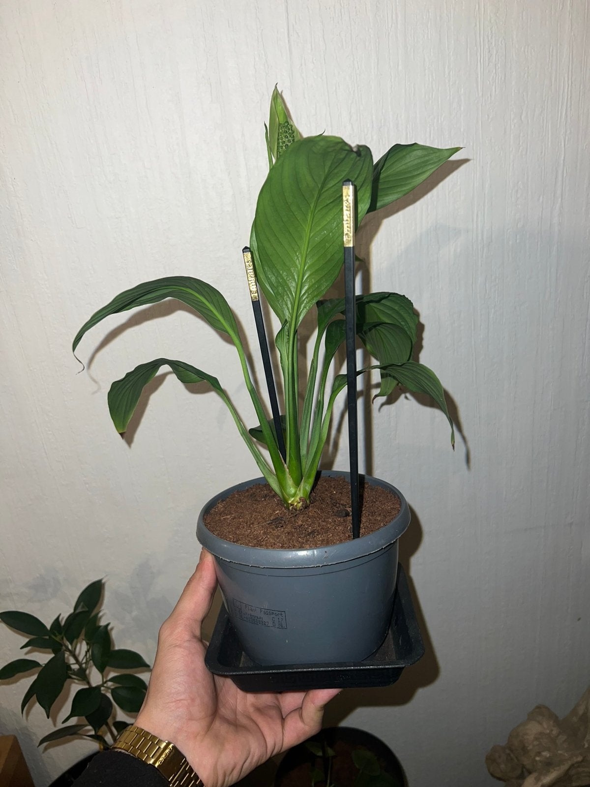 Spathiphyllum Cochlearispathum (aka Cupido), Enlèvement