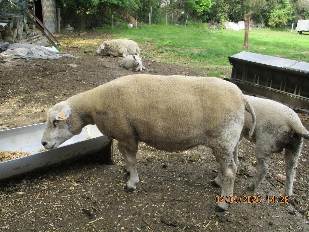 schapen, Dieren en Toebehoren, Schapen, Geiten en Varkens, Vrouwelijk, Schaap, 3 tot 5 jaar