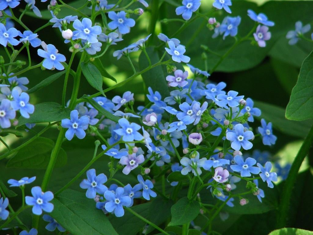 brunnera  macrophylla  in pot vaste pl. ,ook 3l pot voor 1,5, Enlèvement, Plante fixe