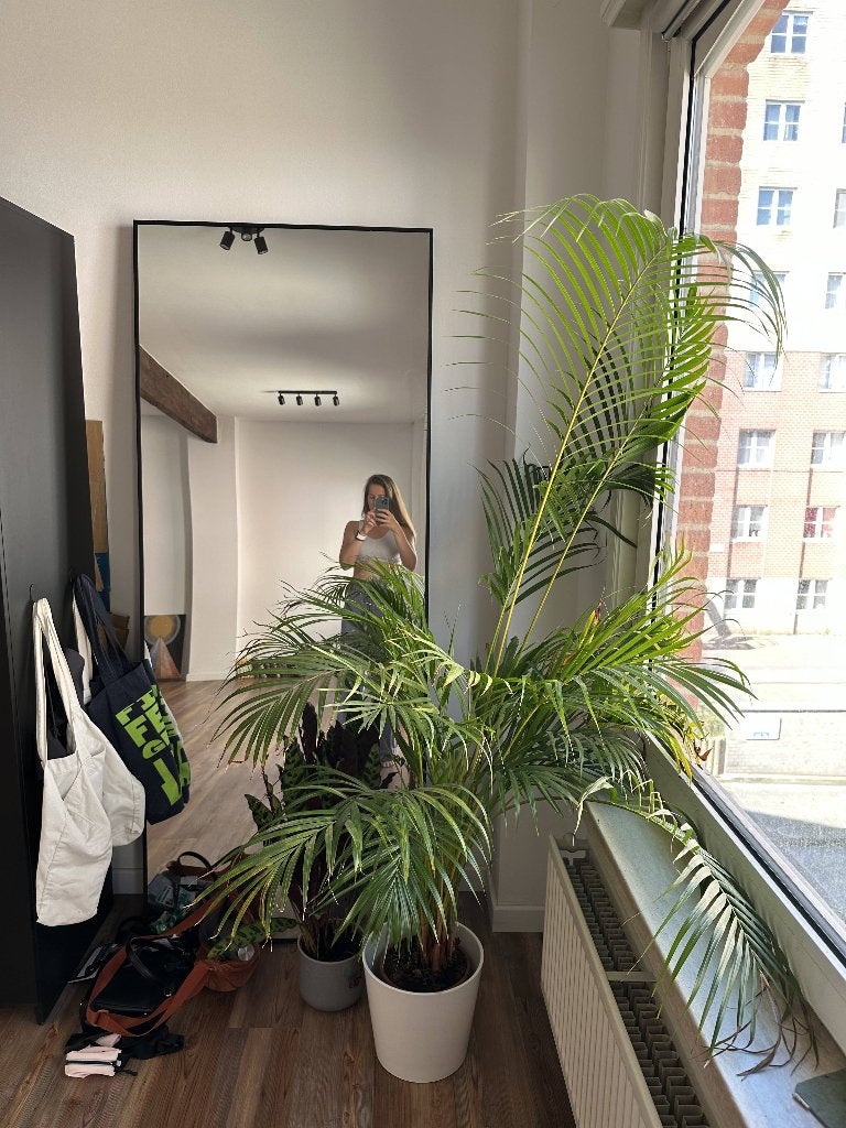 Plants / Planten — Palm, Calathea, Banana, Pothos, Enlèvement, Palmier