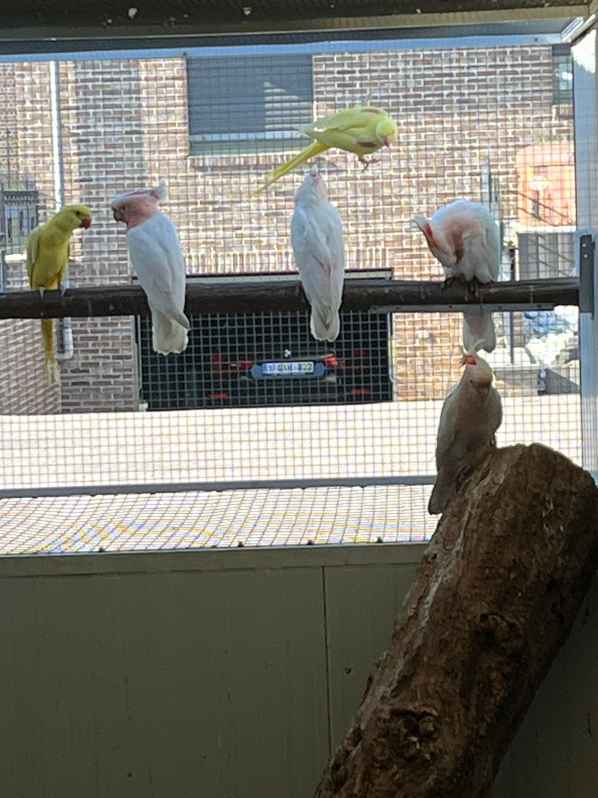 Alexanderparkieten lutino en split, Plusieurs animaux, Perruche, Bagué