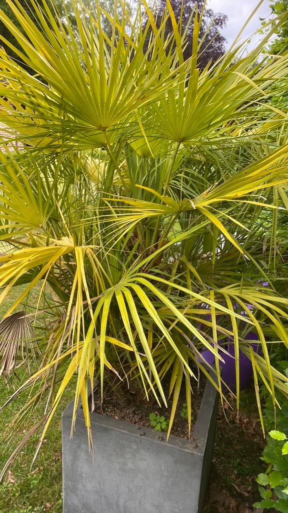 Winterharde palmboom met verschillende dikke  stammen, Tuin en Terras, Ophalen