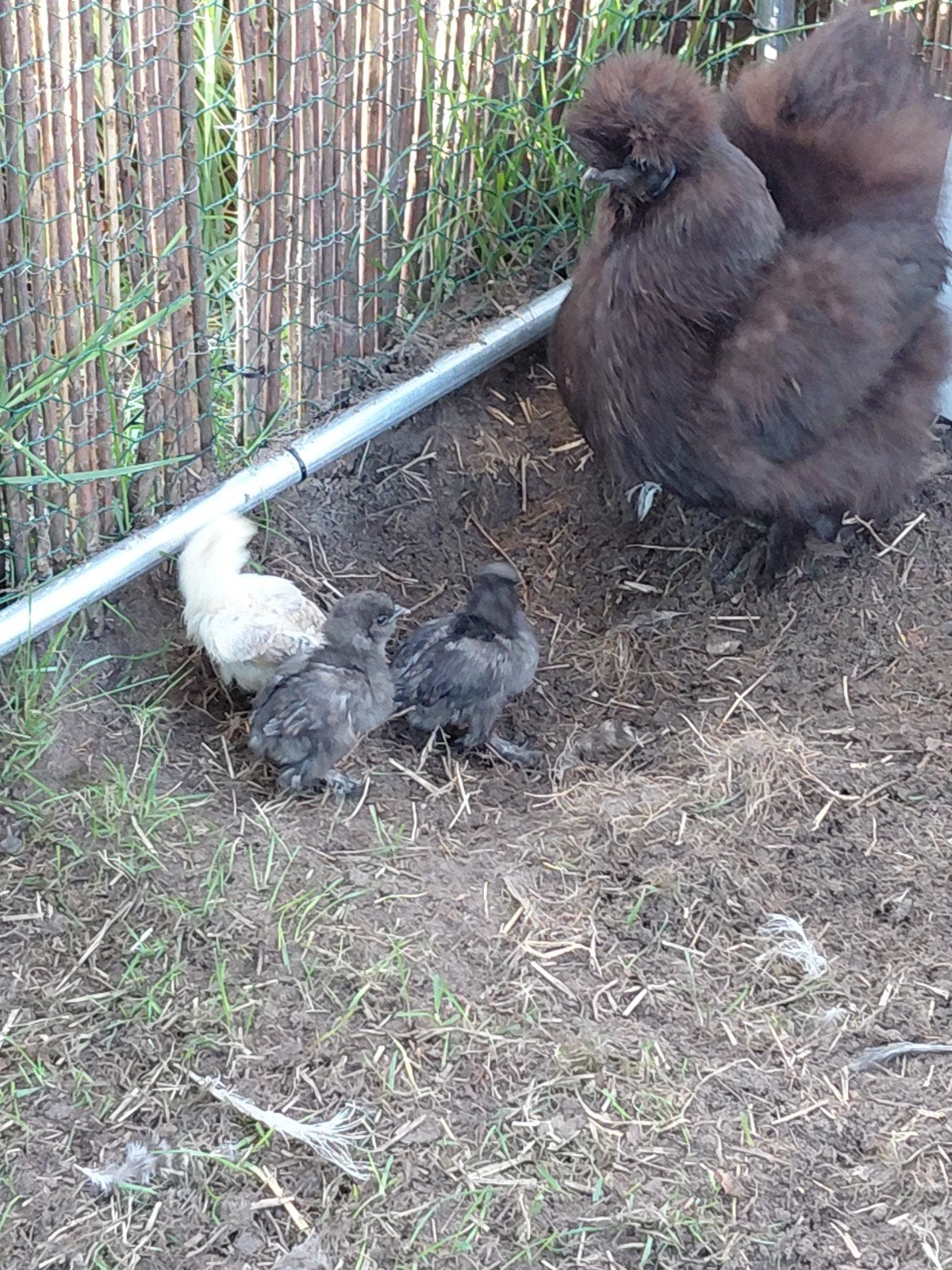kooi ren te koop, Dieren en Toebehoren, Meerdere dieren, Kip