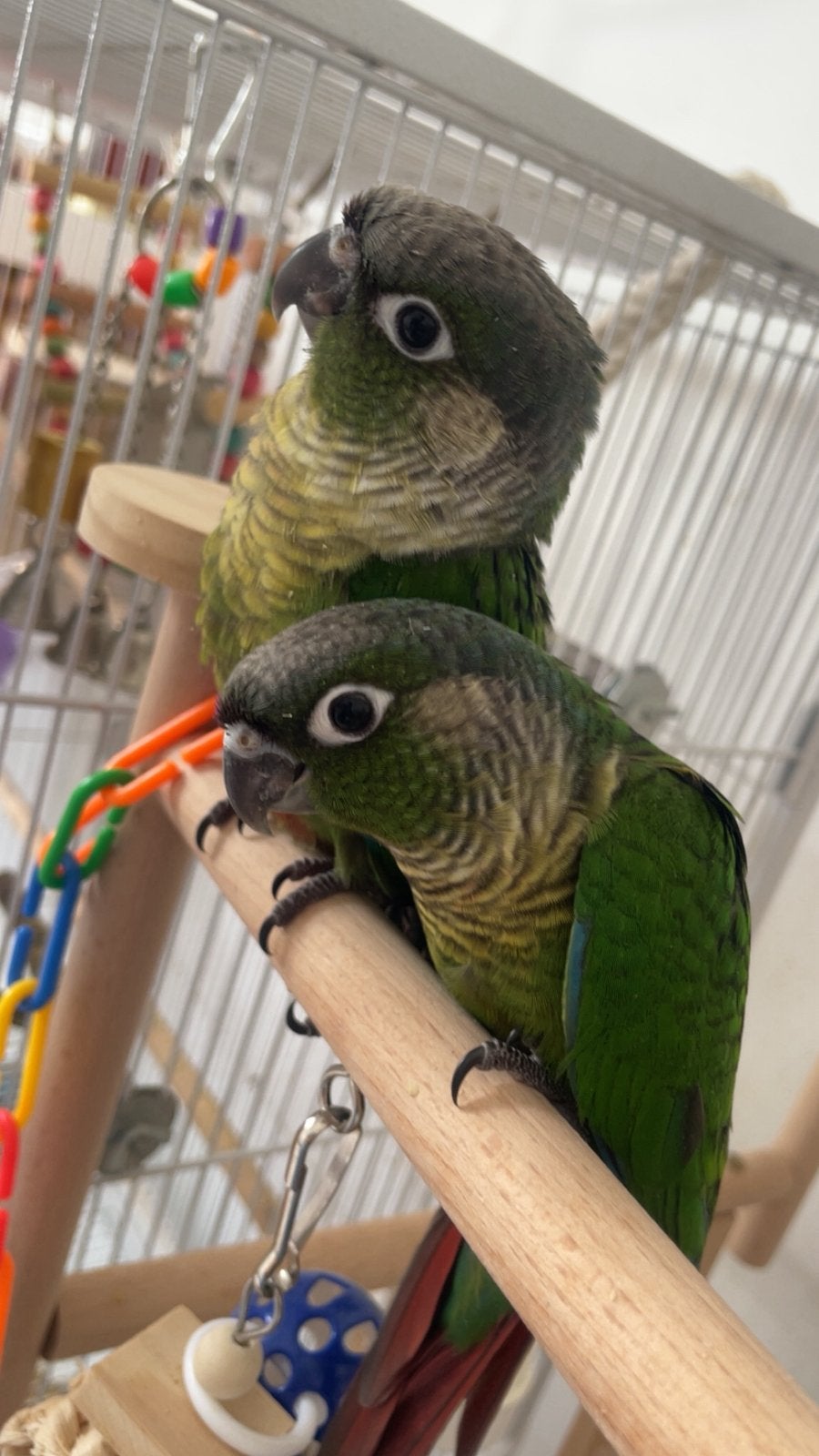 Conure eam