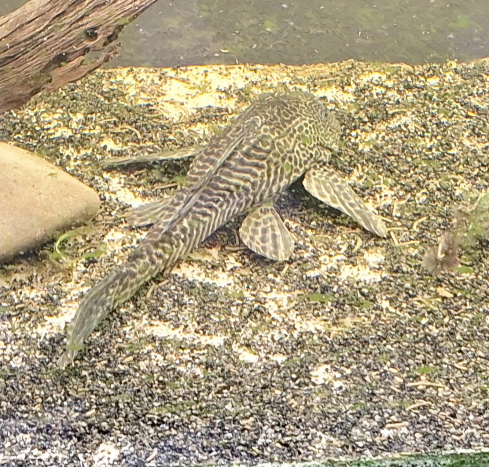 pleco