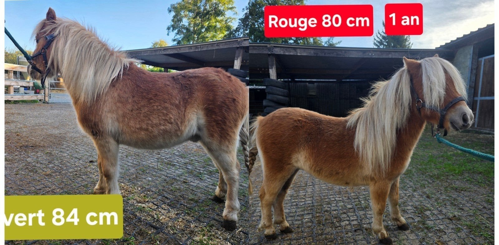 shet 1 et 2 ans