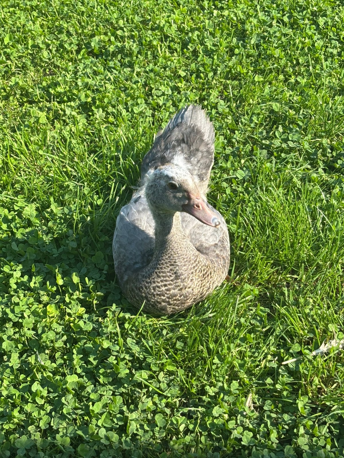 Jonge eenden te koop, Dieren en Toebehoren, Eend