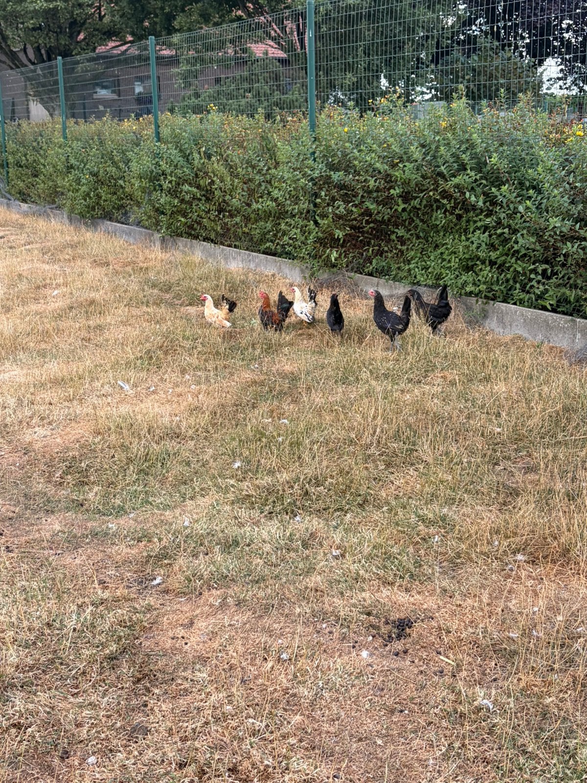 Jonge haantjes, Dieren en Toebehoren, Pluimvee, Mannelijk, Kip