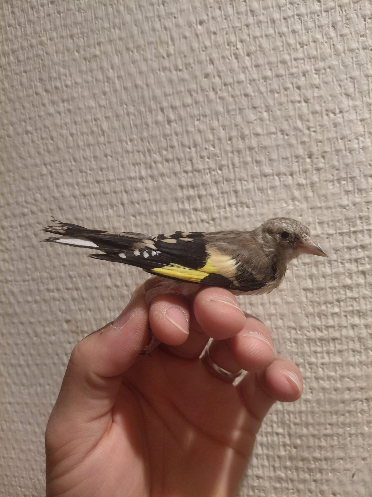 Chardonneret Parva 2026, Dieren en Toebehoren