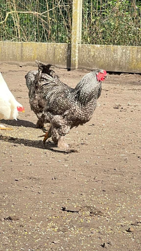 Brahma Koekoek broedeieren (gezocht), Dieren en Toebehoren, Geslacht onbekend, Kip