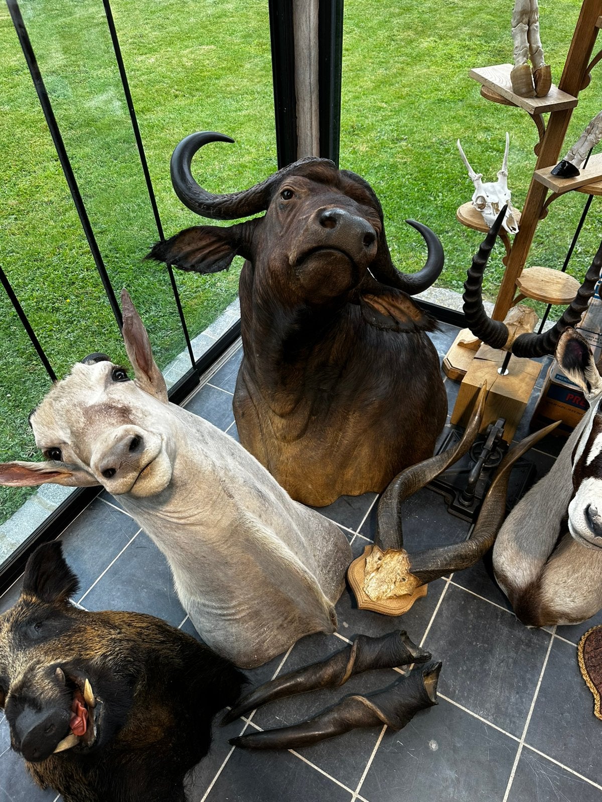Opgezette dieren te koop, Ophalen