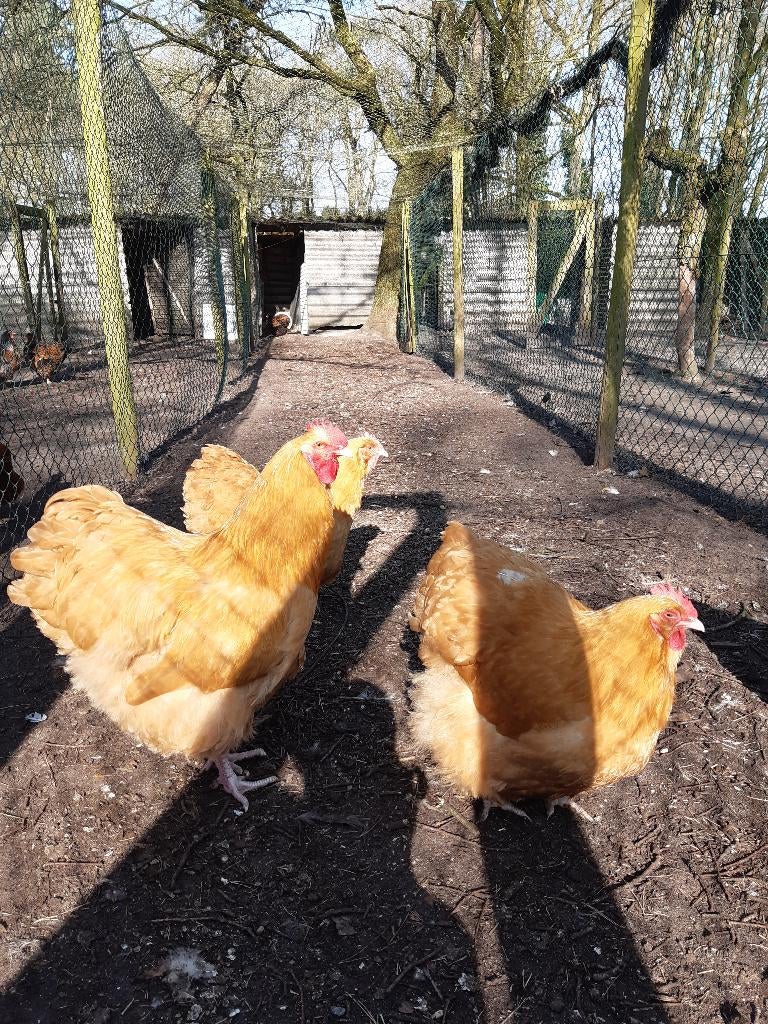 orpington buff groot, Geslacht onbekend, Kip