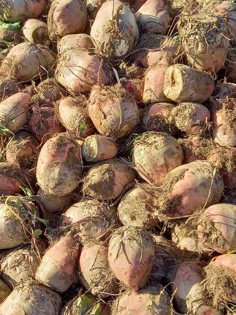 voederbieten, Ophalen