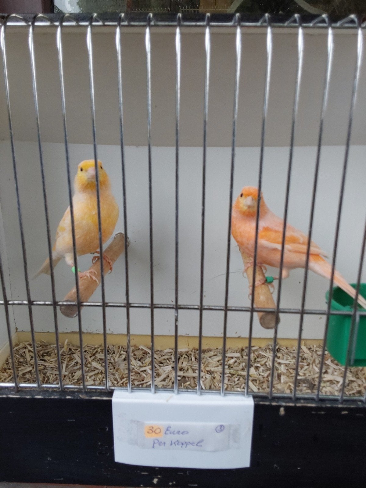 Kanaries per koppel, Dieren en Toebehoren