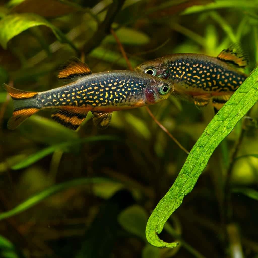 Galaxie Rasbora - Rasbora Margaritatus, Poisson, Poisson d'eau douce, Banc de poissons
