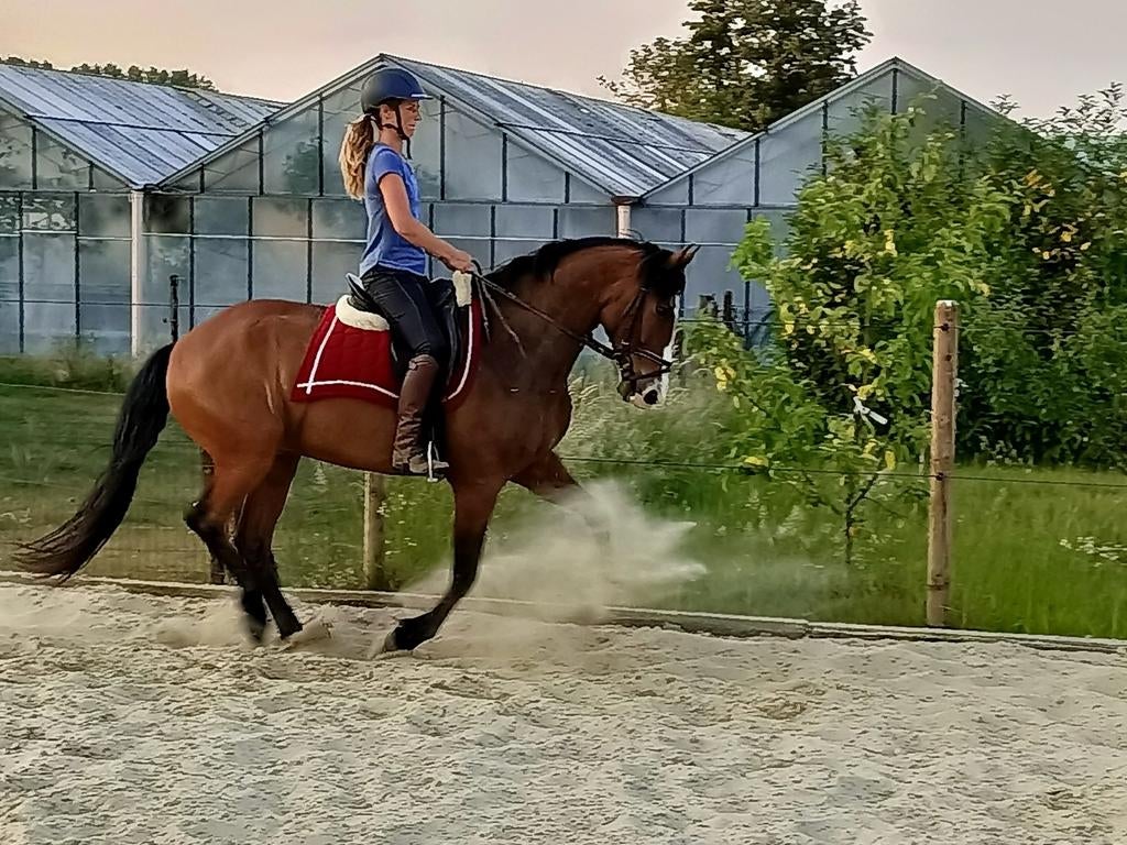 Prachtige en lieve PRE ruin, 11 ans ou plus, Hongre, M, Avec pedigree