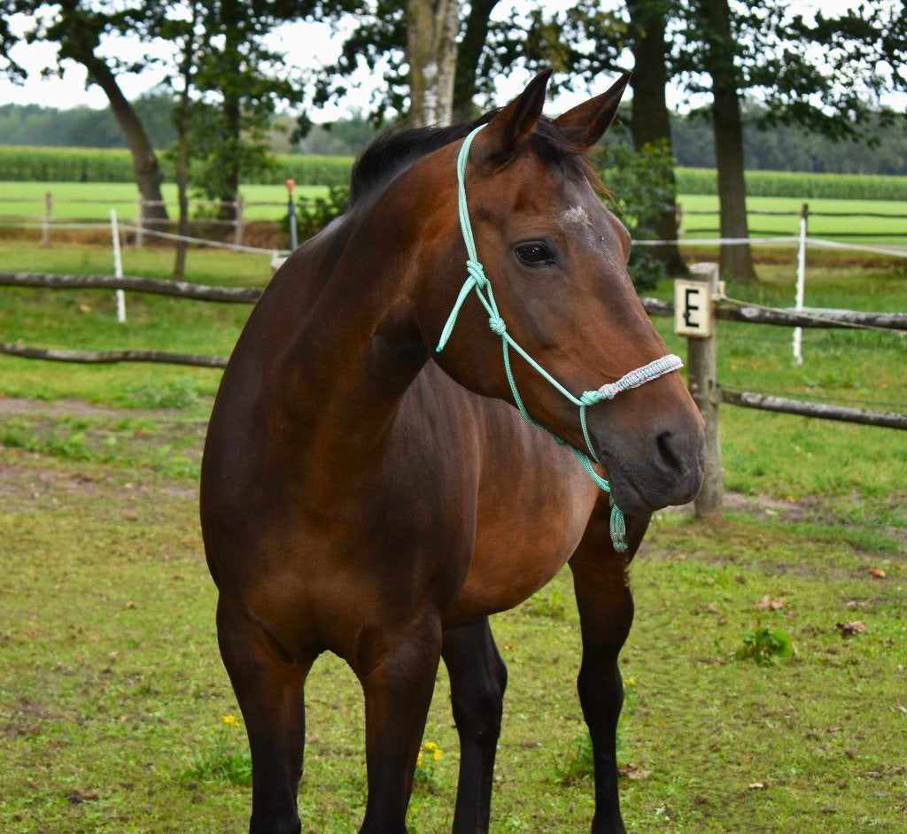 Mooie knappe fokmerrie, Jument