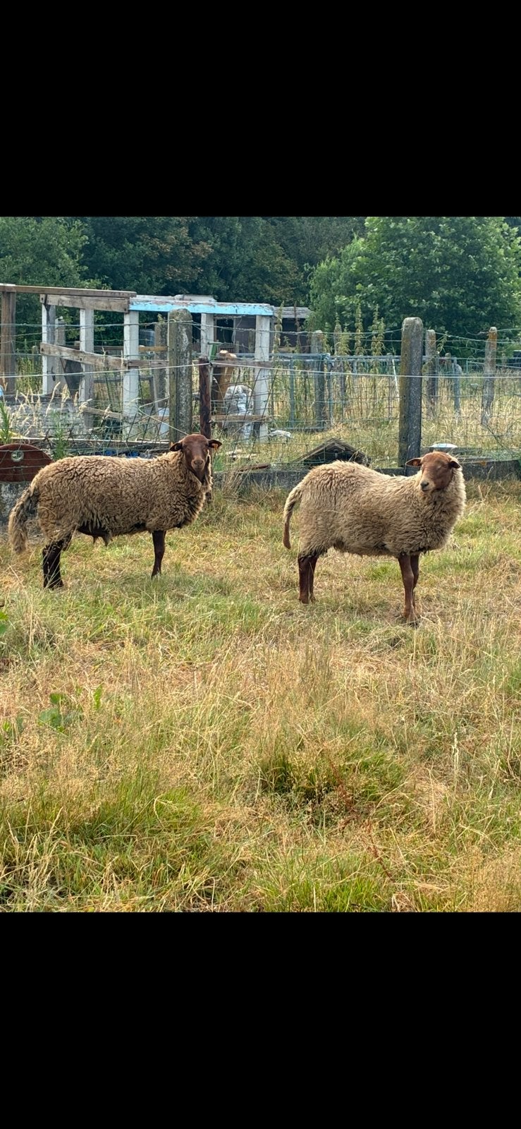 Voskop bok, Dieren en Toebehoren