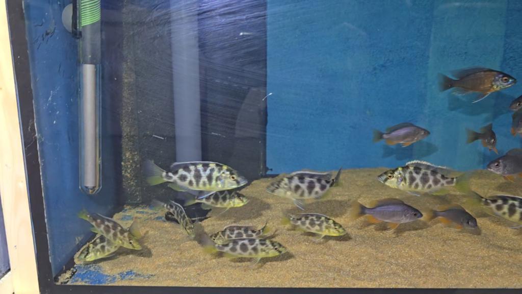 Nimbochromis venustus malawi, Dieren en Toebehoren