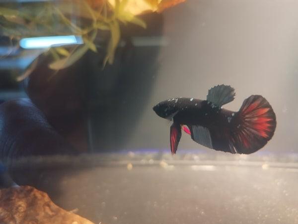 Avatar Betta man, Animaux & Accessoires