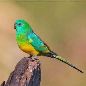 Rode stuit, Dieren en Toebehoren, Vogels | Parkieten en Papegaaien, Meerdere dieren, Parkiet
