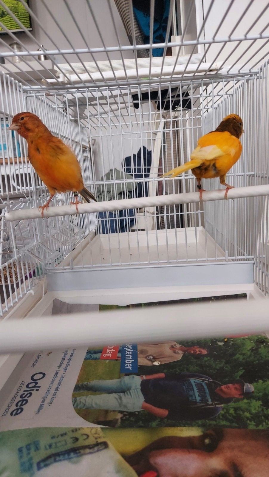 canari bagues 2026, Animaux & Accessoires, Mâle, Canari de couleur
