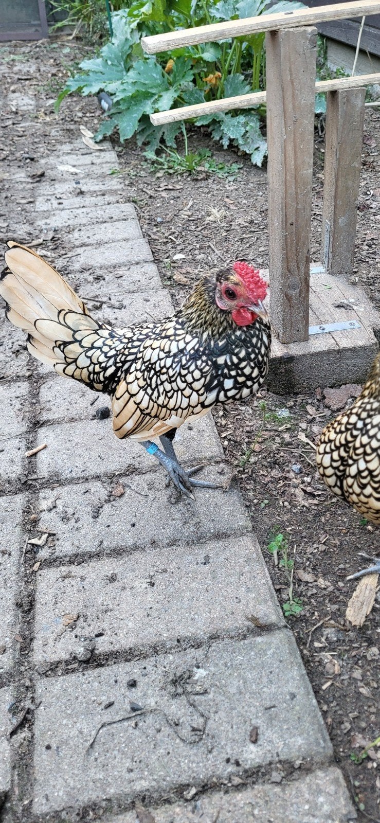 sebright haantje, Dieren en Toebehoren