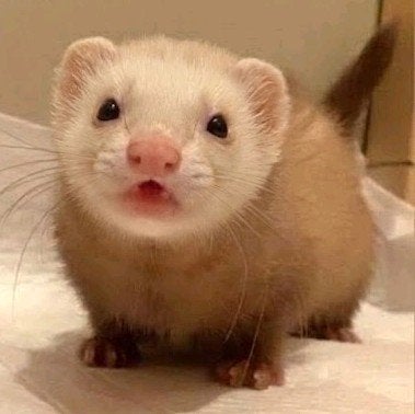 fretje moertje, Dieren en Toebehoren, April, Vrouwelijk, Fret