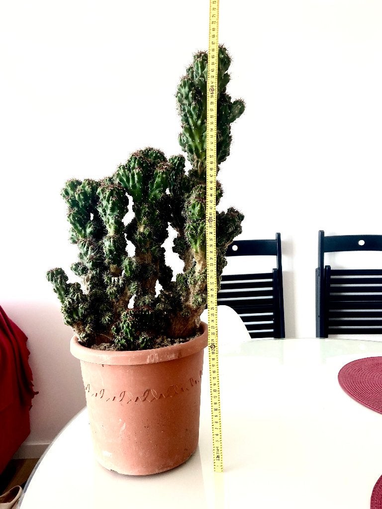 Grand cactus Cereus Monstruose 70 cm, En pot, Moins de 100 cm, Enlèvement, Cactus