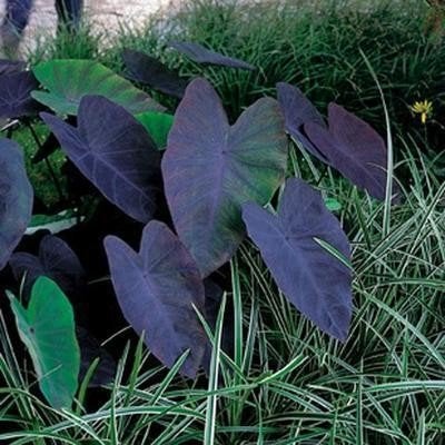 Colocasia Black Magic, Tuin en Terras, Ophalen