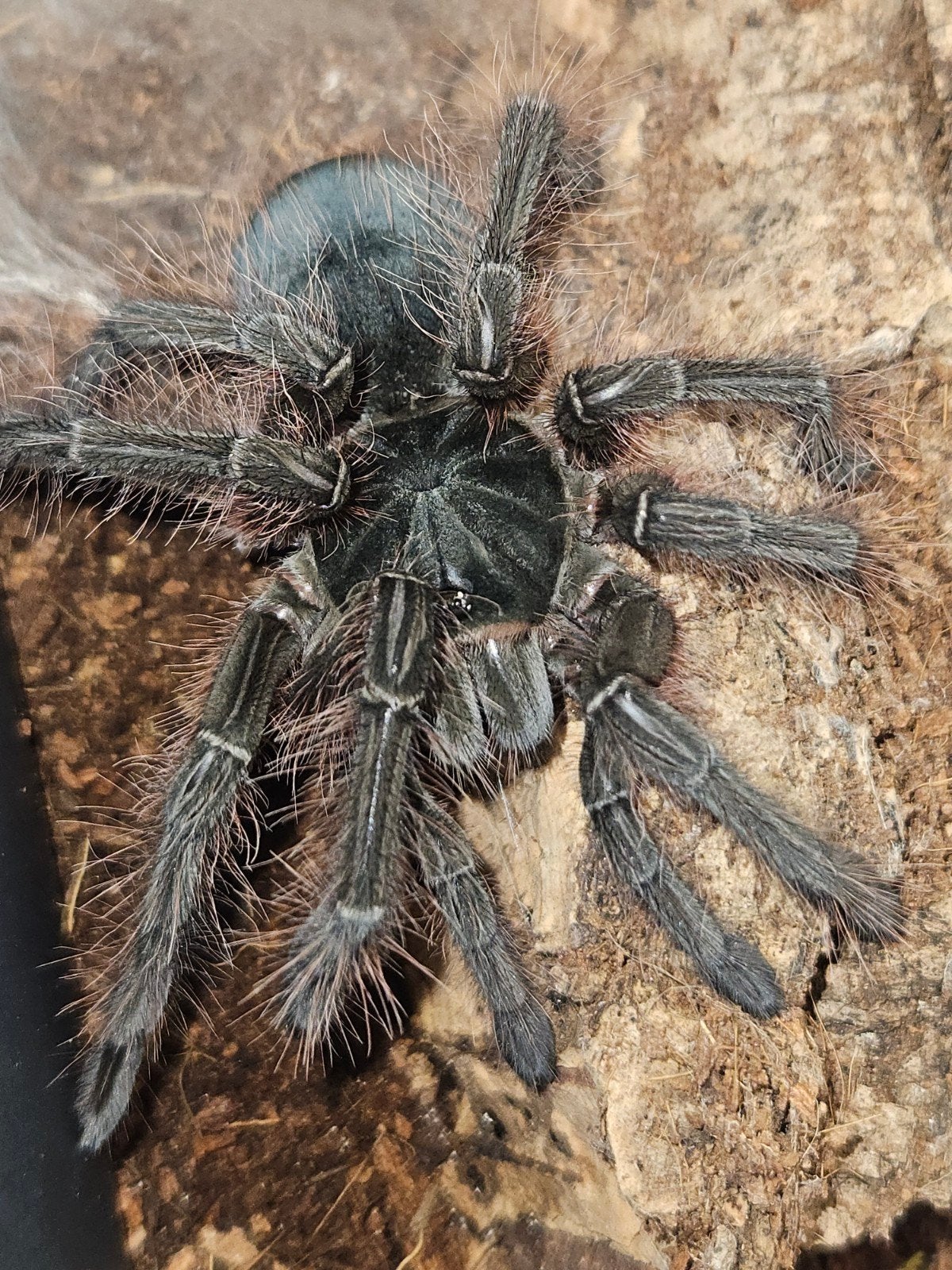 Teraphosa blondi mannetje 4,5 cm lichamlengte, Animaux & Accessoires