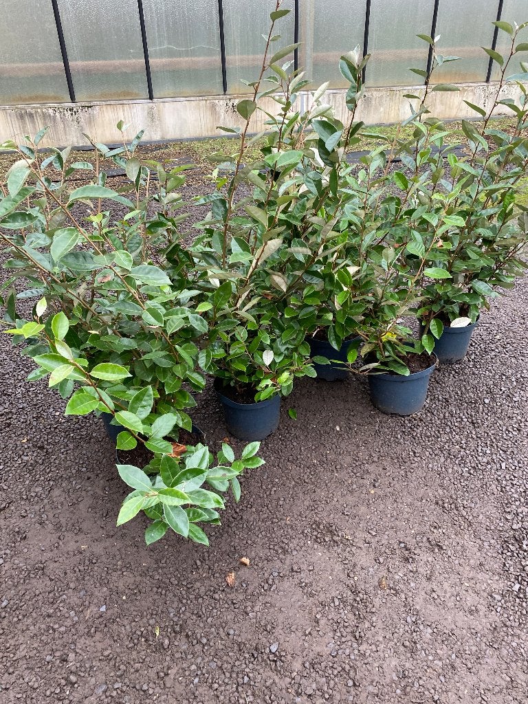 Elaeagnus Ebbingei et Compacta, Jardin & Terrasse, Enlèvement, Arbuste