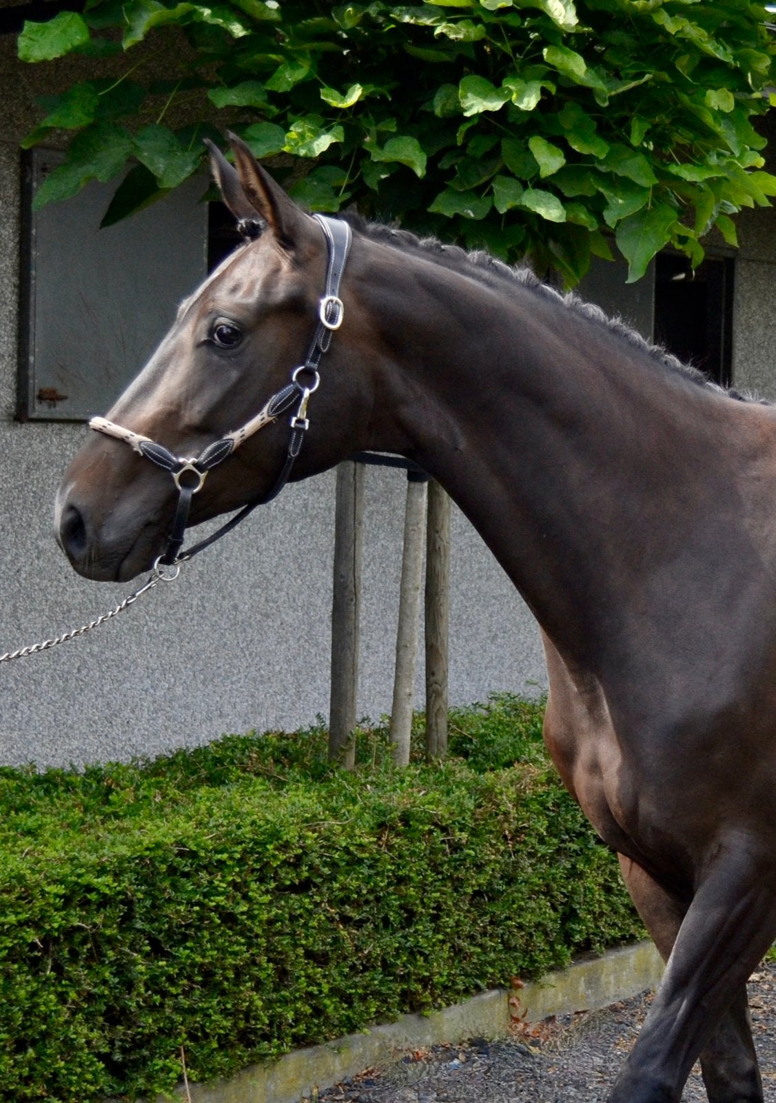 5 jarige merrie van Rubin Royal x De Niro x Welt Hit I, Merrie, Met stamboom, Dressuurpaard, 3 tot 6 jaar
