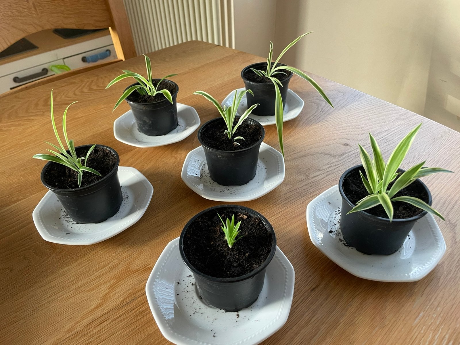 graslelie, Tuin en Terras, Ophalen