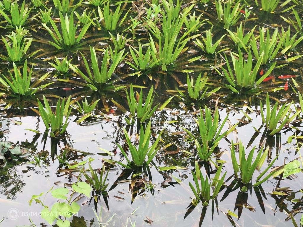 Krabbescheer planten, Tuin en Terras, Ophalen