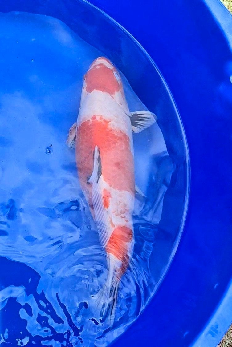 Japanse koi sanke 43cm, Dieren en Toebehoren, Vissen | Vijvervissen, Karper of Koi