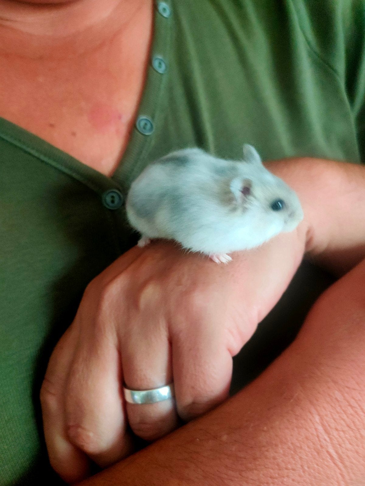 Russische Dwerghamsters, Dieren en Toebehoren, Hamster, Augustus, Meerdere dieren, Tam