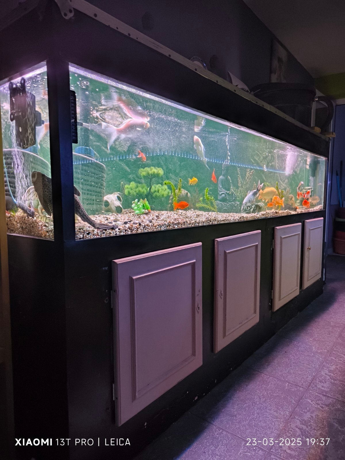 vissenbak, Animaux & Accessoires, Poissons | Aquariums & Accessoires, Enlèvement, Filter