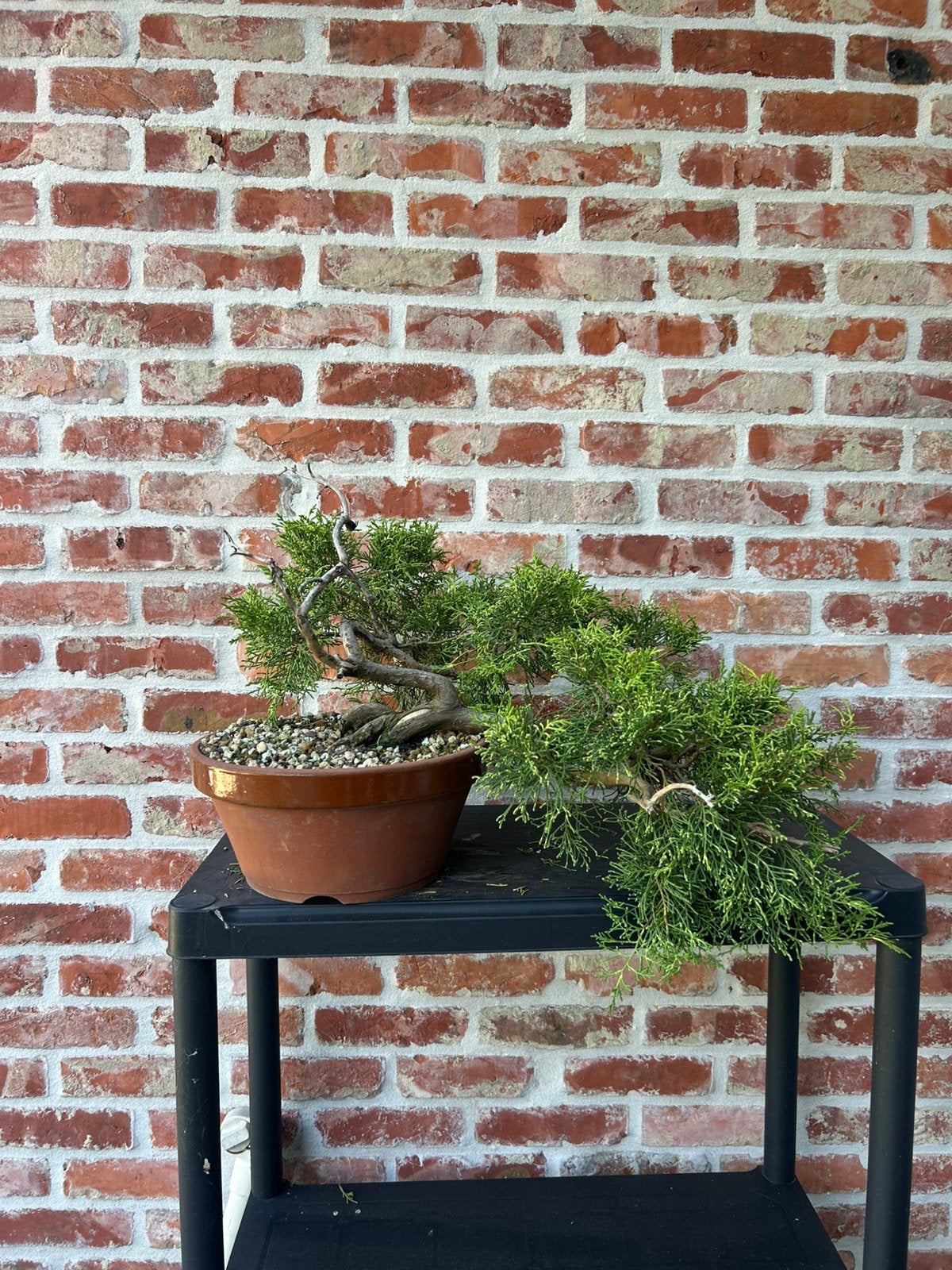 Bonsai juniperus, Tuin en Terras, Planten | Bomen, Ophalen