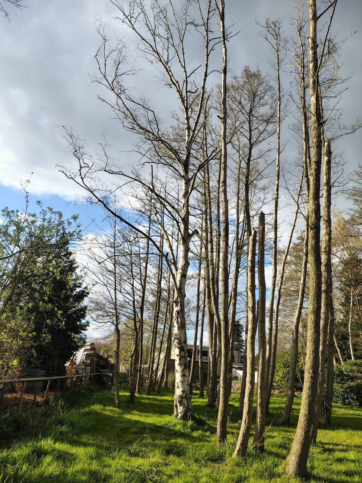 Doden bomen, Ophalen