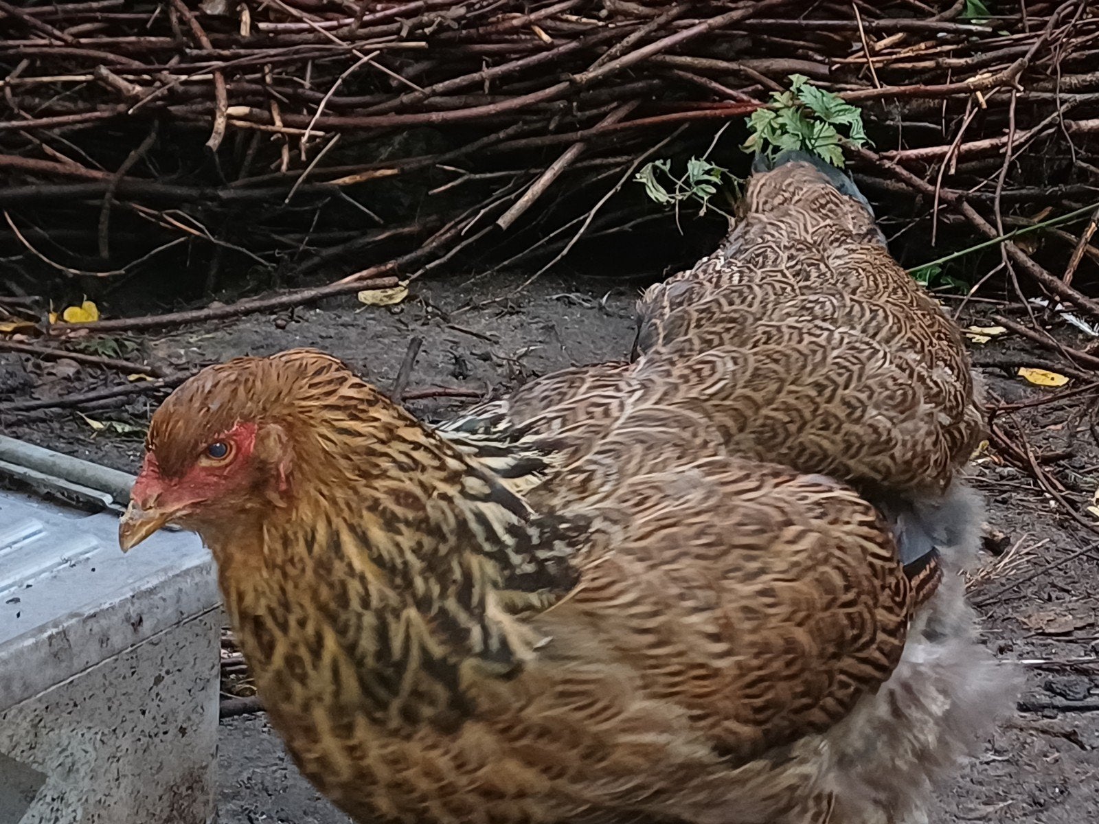 broedkippen, Dieren en Toebehoren, Kip