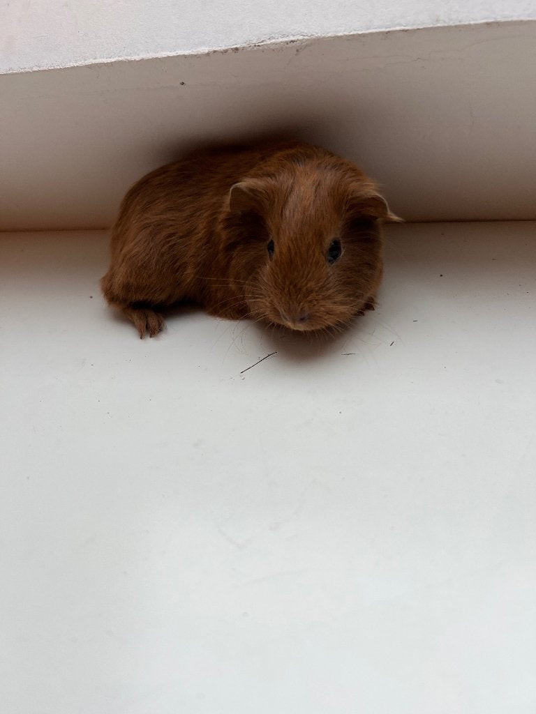 Cavia jongens, Dieren en Toebehoren, Cavia, Mannelijk, Tam, Oktober